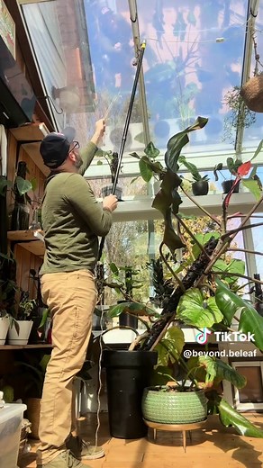 Mother Nature always wins and our #philodendron orange marmalade is no exception. In truth we need to design an extra large plant support but we didn’t think we would need it so soon. In the meantime check out this enormous #philo specimen. This was a top cut from one of our mother plants. Ashley and I rigged up a pulley to help us while we replace a failed component in the plant support. Ashley and I like to use the reject parts from our manufacturing facility and that came at a cost today 🤣 h