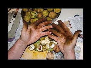 How to Clean Walnut Stains off Your Hands at Home