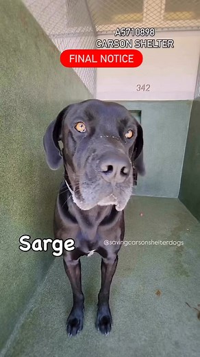 3.9K views · 459 reactions | Urgent Notice ✳️SARGE ✳️ID:...