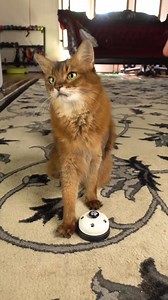 Check out this bell ringing session - the practice included wardrobe changes! You can see the full, fun video here - https://www.sparklecat.com/weird-cat-videos/my-bell-training-in-a-variety-of-outfits-video @followers | Sparklecat.com featuring Summer