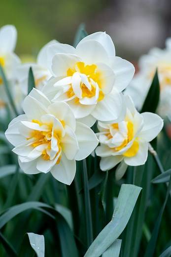 March birth flower: Daffodils & Jonquils - Growing Family