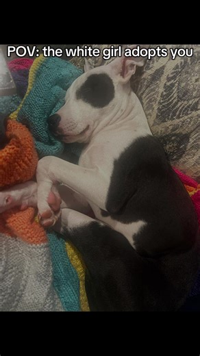 Pittie in a Sweater: Adorable Winter Moments