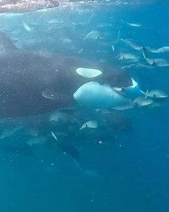 Discoversharks on Reels