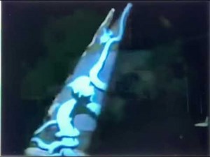 Walt Disney's wonderful World of Colors: The growing Beanstalk