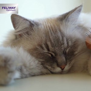 16 reactions | Purring is a natural behaviour for us cats and a form of feline communication (like meowing); it’s mostly a sign that we are happy and content. And helps us humans to feel calm and relaxed too! Discover more reasons why cats purr here: https://www.feliway.co.uk/blogs/news/why-do-cats-purr Let us know in the comments, does your cat have a loud purr? #purr #calmcat #happycat | Feliway | Facebook