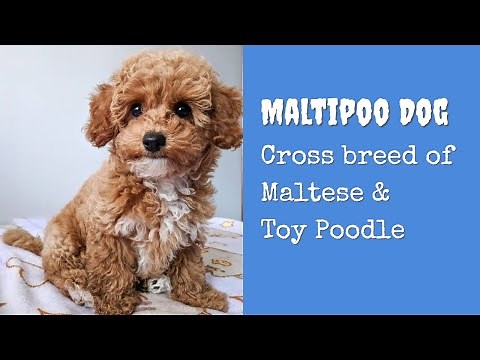Maltipoo Dog - An Awesome Cross of Maltese and a Toy Miniature Poodle | Dog Lovers