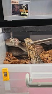 หลักฐานคาปากเลย 55555 | Reality Ball Python-VIP