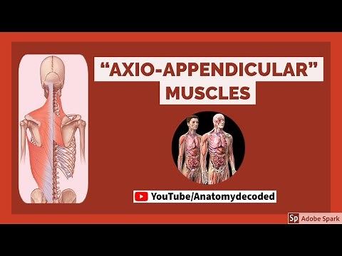 Axio-appendicular muscles | Anatomy Decoded | Anatomy Lectures