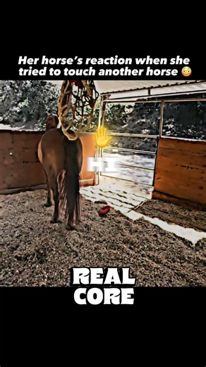 Do horses really get that jealous 😳