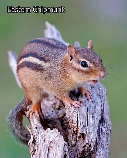 Chipmunk #wildlife #wildlifevideography #chipmunk #nature #wildanimals