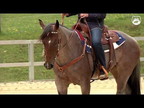 Loesdau Lessons: Grundlagen der Reitpferdeausbildung mit Ute Holm Teil 2a Takt im Schritt trainieren