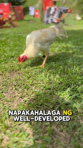 White Asil #fbyシvideo #asil #jtsupremegf | JeeTee Atsivetnom