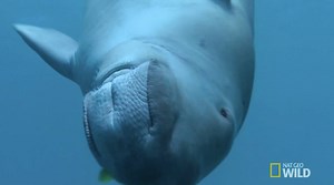 31K views · 2.9K reactions | Could tales of mermaids have started...