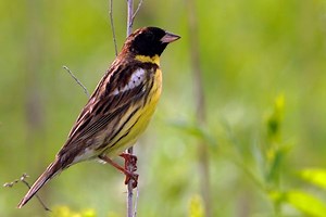 Yellow breasted bunting - Alchetron, the free social encyclopedia