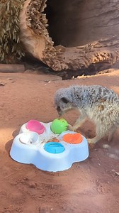 The Meerkat mob enjoyed some puzzle enrichment this week! 🧩 Enrichment is important to encourage the Meerkats to use natural foraging behaviours as they would in the wild. 🐾 We take a science-based approach to animal welfare and behaviour is one of five domains we focus on to provide tip-top care for our animals: Environment, behaviour, nutrition, health and positive mental state. Thanks to keeper Amelia for this cute footage! | Adelaide Zoo