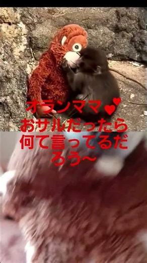 パンチとオラママ🐒ももち🐕️とムササビ💕