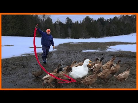 A Nearly Foolproof Guide to DUCK HERDING