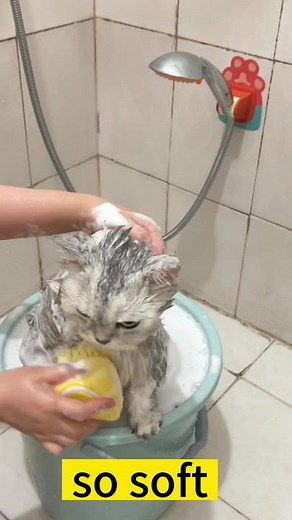 How to Give Your Pet a Perfect Bath
