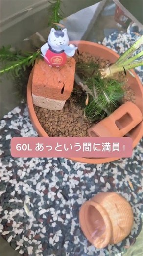 60Lタライ簡単ビオトープ⋆* #めだか #メダカ #めだか初心者
