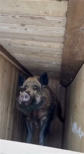 The Test of 'Winter': The Boar's Snowy Survival and the Resilience of Life