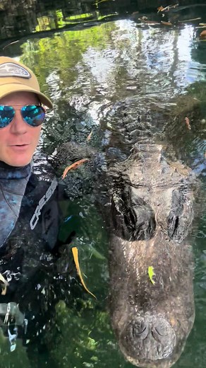 Understanding Gator Thermoregulation Through the Eyes of a Biologist