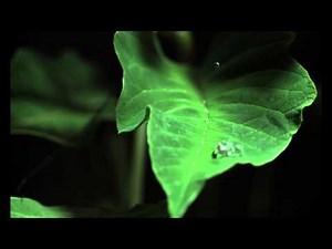 Water Droplet on a Leaf using an IDT Os10-4K High Speed Slow Motion Camera