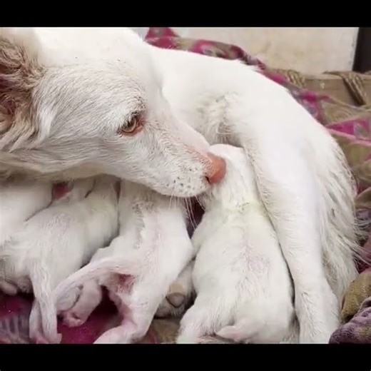 Adorable Puppies Nursing 🐶💛
