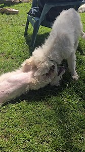 Northeast Pyr Rescue | Penguin Pastures NY