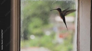 Flying hummingbird hitting the window glass in search of a way out. A symbol for feelings and emotions during a lockdown, mental health, indebted people or even, the health of our planet.