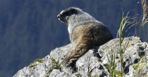 Charity celebrates milestone as Vancouver Island marmots rebound to 427 in wild
