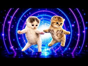 Cats dancing to Chipi Chipi Chapa Chapa [AMV]