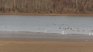 1.1K views · 26 reactions | A fun little bird to find is an American Avocet. It's not too common to see here on the refuge, but has been hanging out on the Britton Ford area of the refuge. It's going to be a gorgeous weekend, how about getting outside and coming on down to the refuge! #tennesseenwr #americanavocet | Tennessee National Wildlife Refuge | Facebook