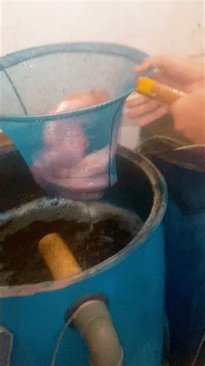 PANEN Siklus-2 | Part-4💦🐠#PardanaFarm #RAS #ikannila #NilaMerah #ketahananpangan 🍽️