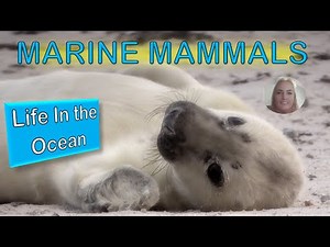 Marine Mammals: The Incredible Diversity Of Ocean Life