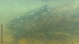 Salmon swimming upstream in strong river current underwater. Salmon run fish pov, crowd schools of salmon and its tails in the water. Underwater close up shot. Alaskan salmon spawning migration.