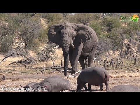 Elephant vs Hippo - who is the largest?