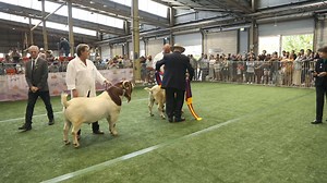 Pacifica Khan Champion Buck. Now the main sire at Mountain Top Boer Goats. Reserve Champion Pacifica Airlie | Pacifica Boer Goat Stud