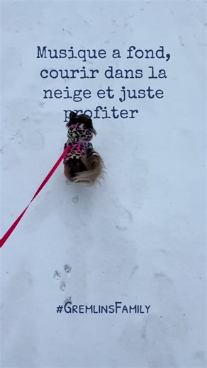 #neige #Gremlins #chihuahua #goodvibes #love