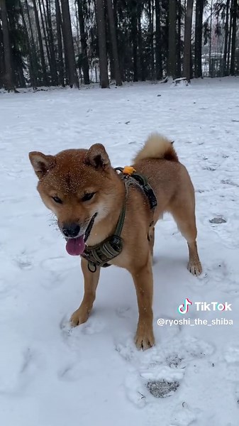 Ryoshi_the_Shiba on TikTok