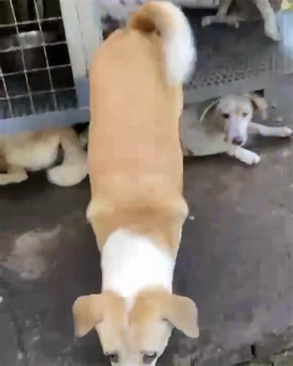 The Netherlands apparently is a country that has Zero stray dogs. To achieve this, the government implemented a number of initiatives. One was to encourage every household to adopt just one dog. We can achieve this here with your help. We are on a mission to get 20 dogs adopted in June, so we can start rescuing again. We really do not have space for anymore dogs now. So everyday in June, we will post adoptable dogs and hope someone will choose them. Here is Olivia. You can see a video of her sto