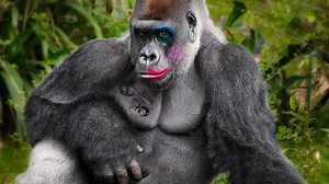 Shifting sexes and sequential hermaphrodites: How sex is determined