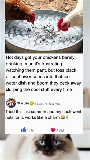 Simple Hack: Ice Water + Sunflower Seeds Gets Chickens Drinking in Scorching Heat