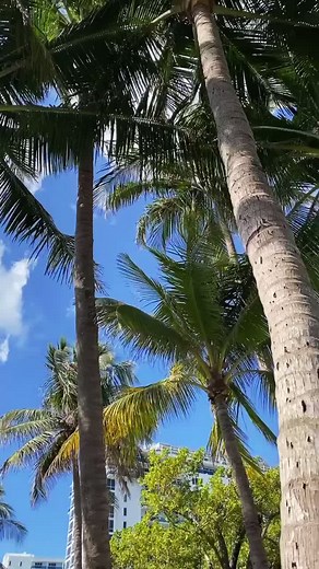 POV: your on vacay with your new bikini & a fresh coconut in hand