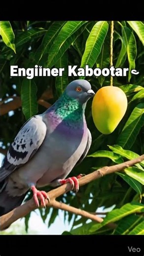 Engineer Kabootar on Duty 😭🐦”