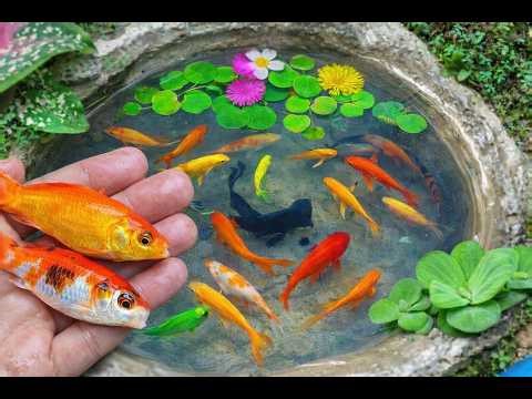 amazing ‼️😘 Colorful Ornamental Fish 🐟 Betta, Koi, Goldfish, Channa & Catfish Aquarium Video