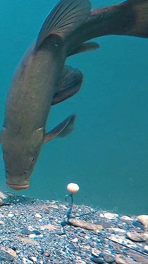 2.2M views · 4.9K reactions | Different hooks? #fishing #fish #underwater | Underfishing | Facebook