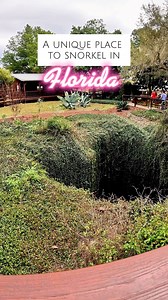 Would you snorkel in a prehistoric, underground spring? Tips for your visit: 💵 M - F. $18.00/person Weekends Holidays: $25.00/person 📅 You'll need to make a reservation online in advance! 🤿 You must snorkel or scuba to swim in the spring. #bucketlisttravel #devilsden florida hidden gems #floridasprings #visitflorida #travelblogger hidden places in Florida #traveltiktok #wheretheroadwanders unique experiences in Florida #scubadiving #snorkeling | Where The Road Wanders