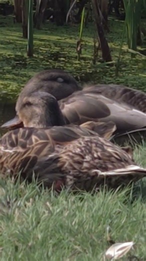 Wild ducks,mallards sleeping on the shore