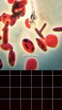 Episode 2: When Procedures Help — Minimally Invasive and Surgical Options