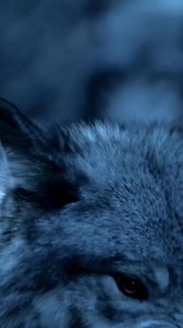 Wow so Beautiful | Wolf Lovers USA Shop